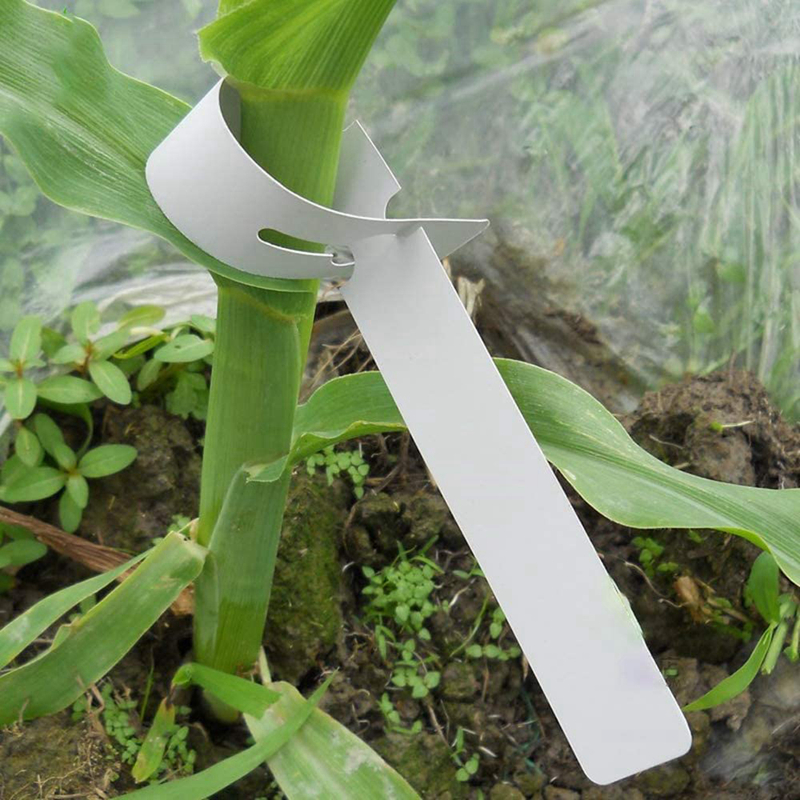 Metalinis augalų paramos įtaisas pritvirtintas prie žalio bambuko stiebo.